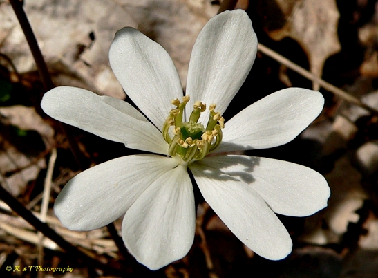 {Jeffersonia diphylla}